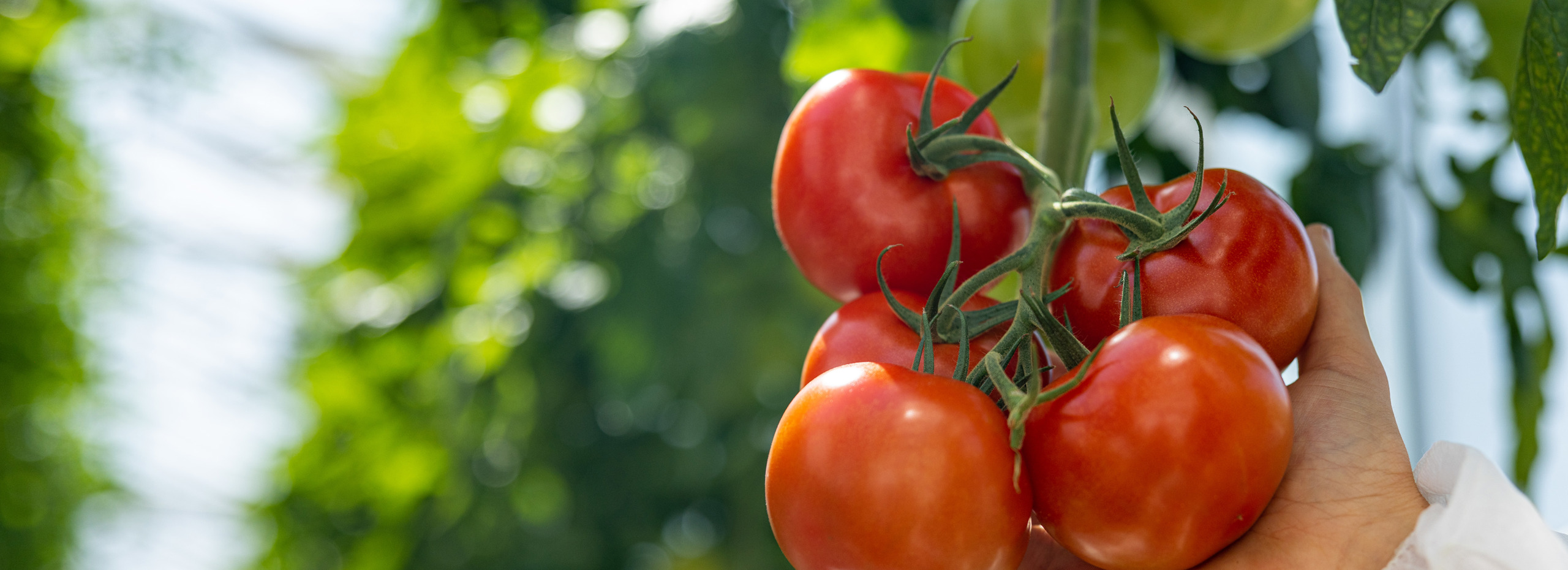 hands holding cluster of red tomatoes in a greenhouse