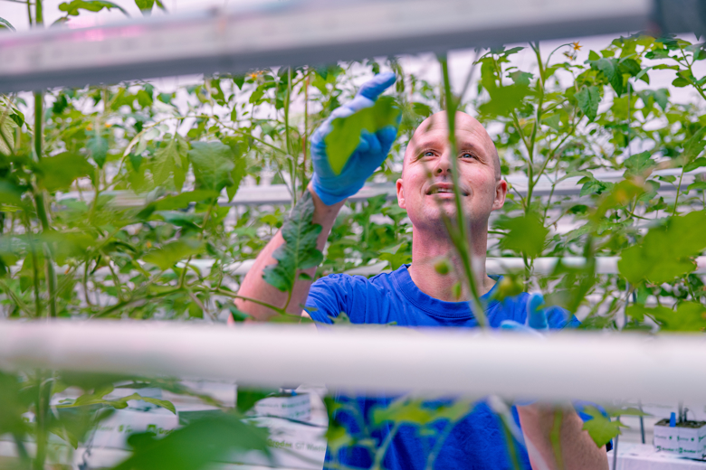 man in tomato greenhouse among plants
