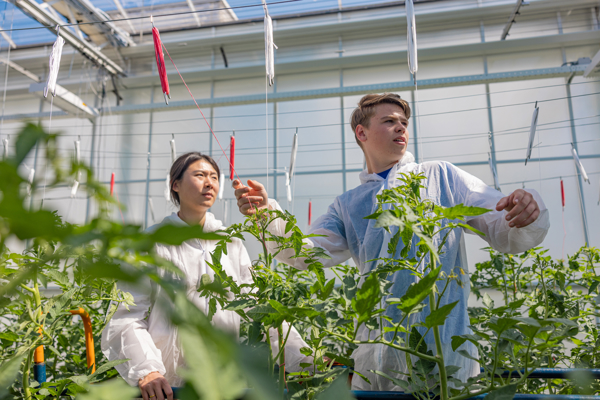 medewerkers in witte pakken op elektrokar in kas met tomaten