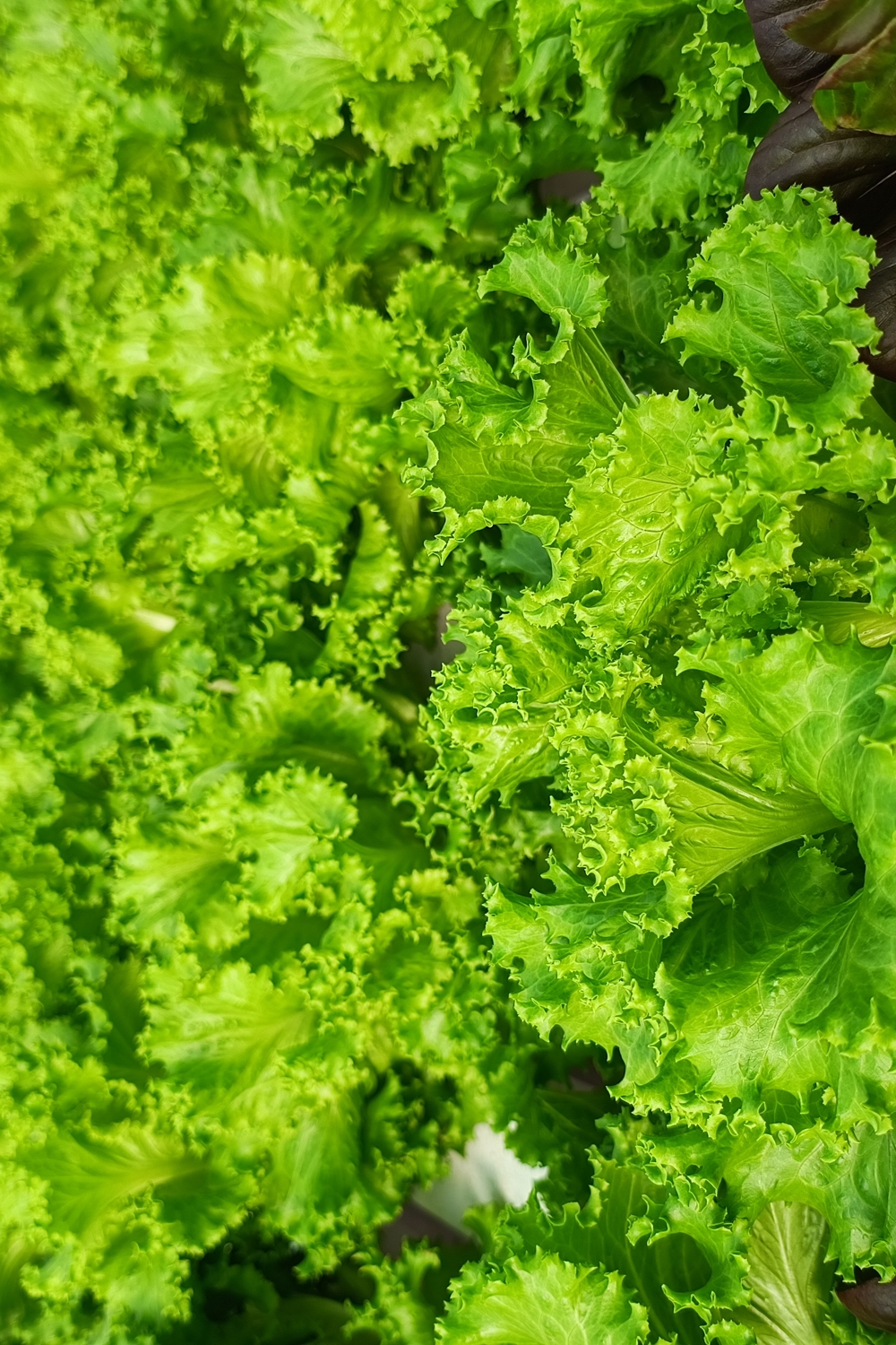Lettuce