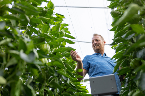 employee photographed from below among green bell pepper plants