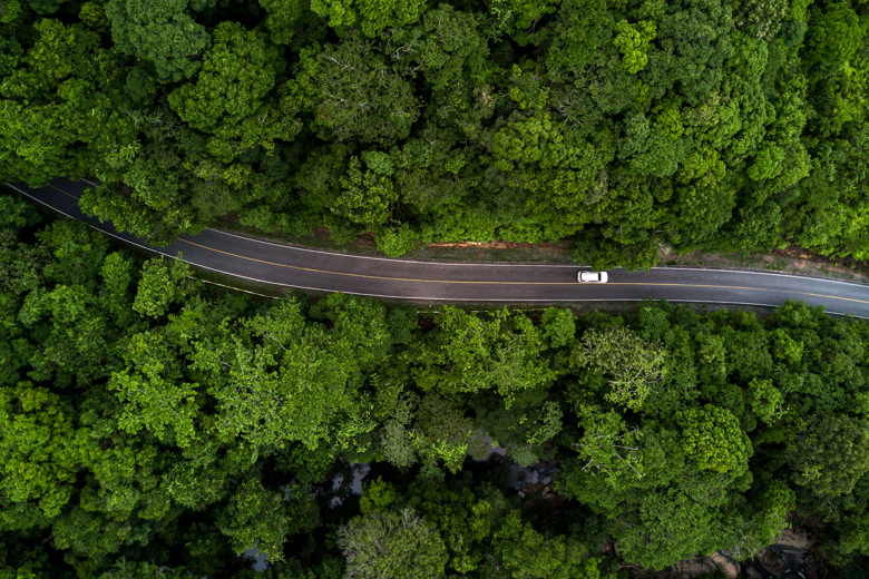 top view of paved road through green-colored forest area