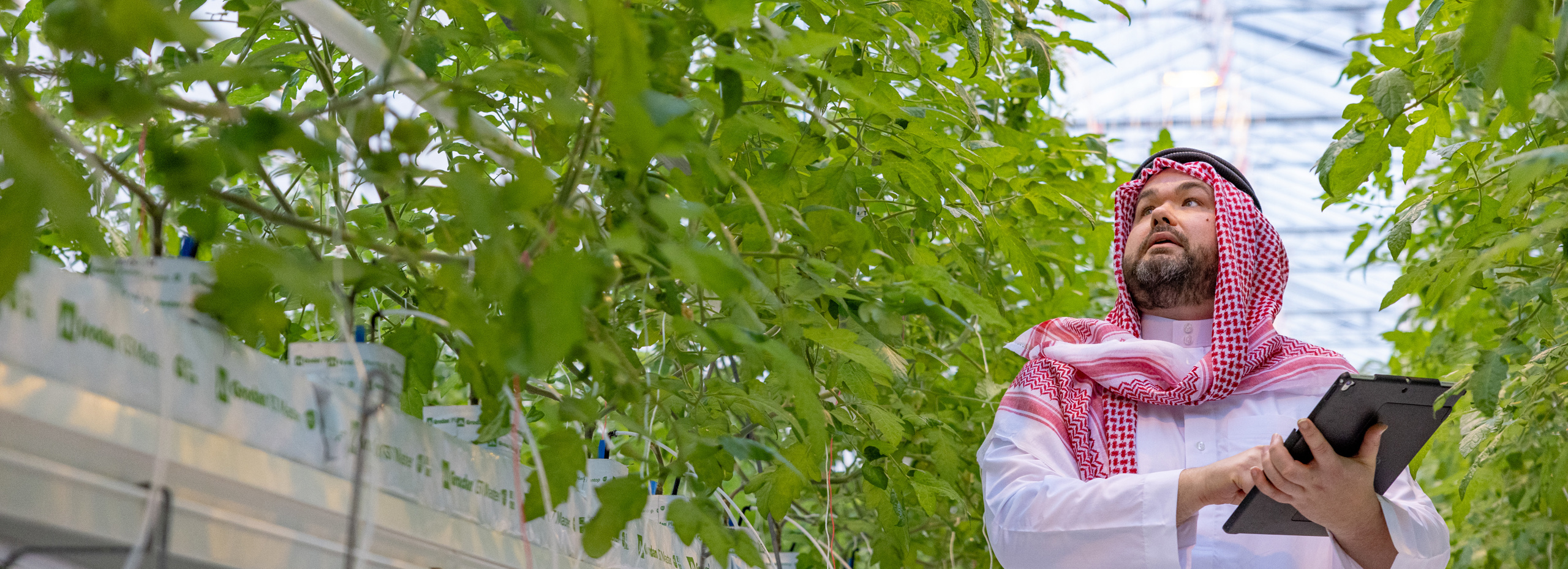 عربي في صوبة زراعية بين نباتات الطماطم