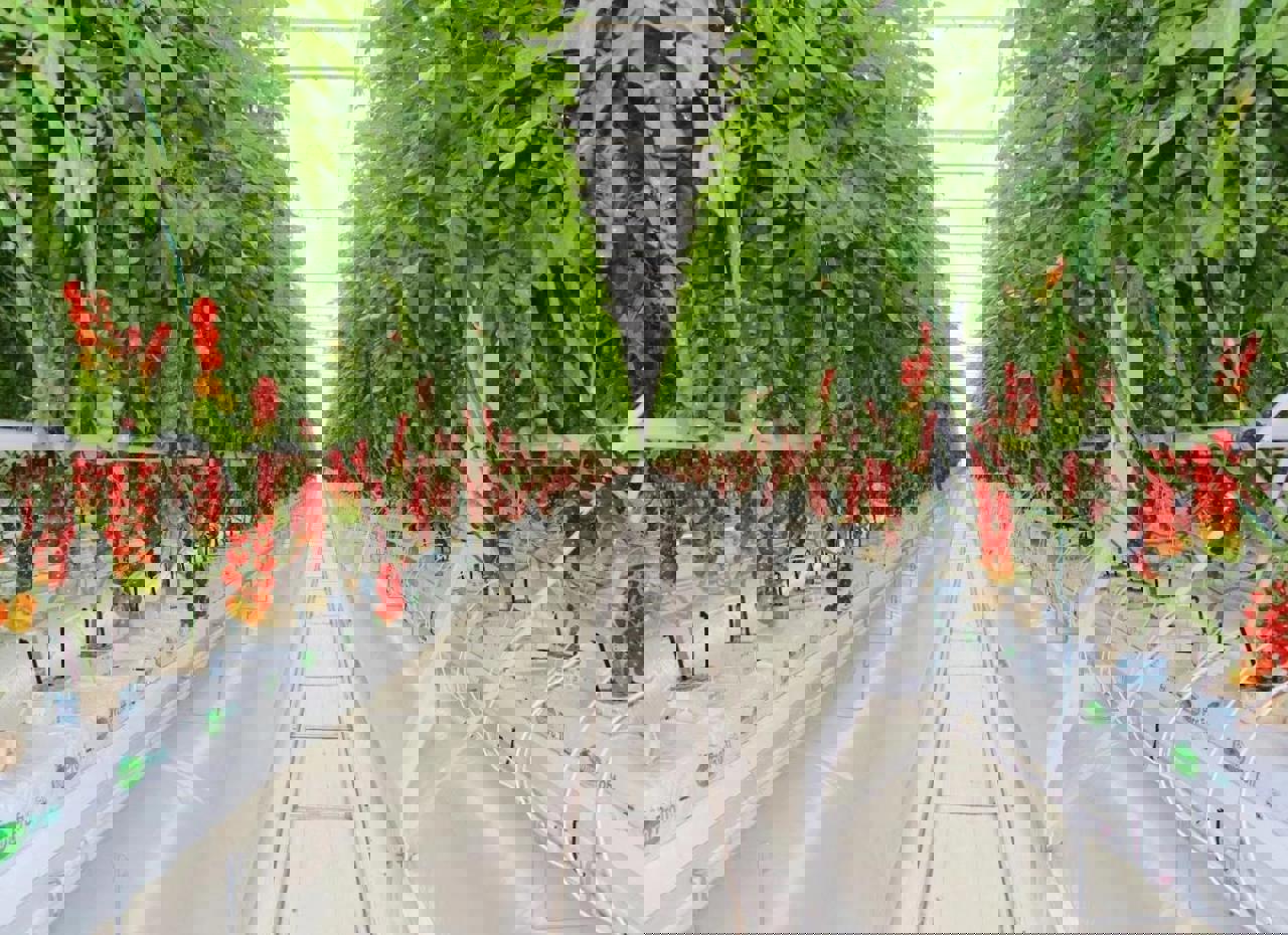 View through tomato greenhouse with red tomato trusses