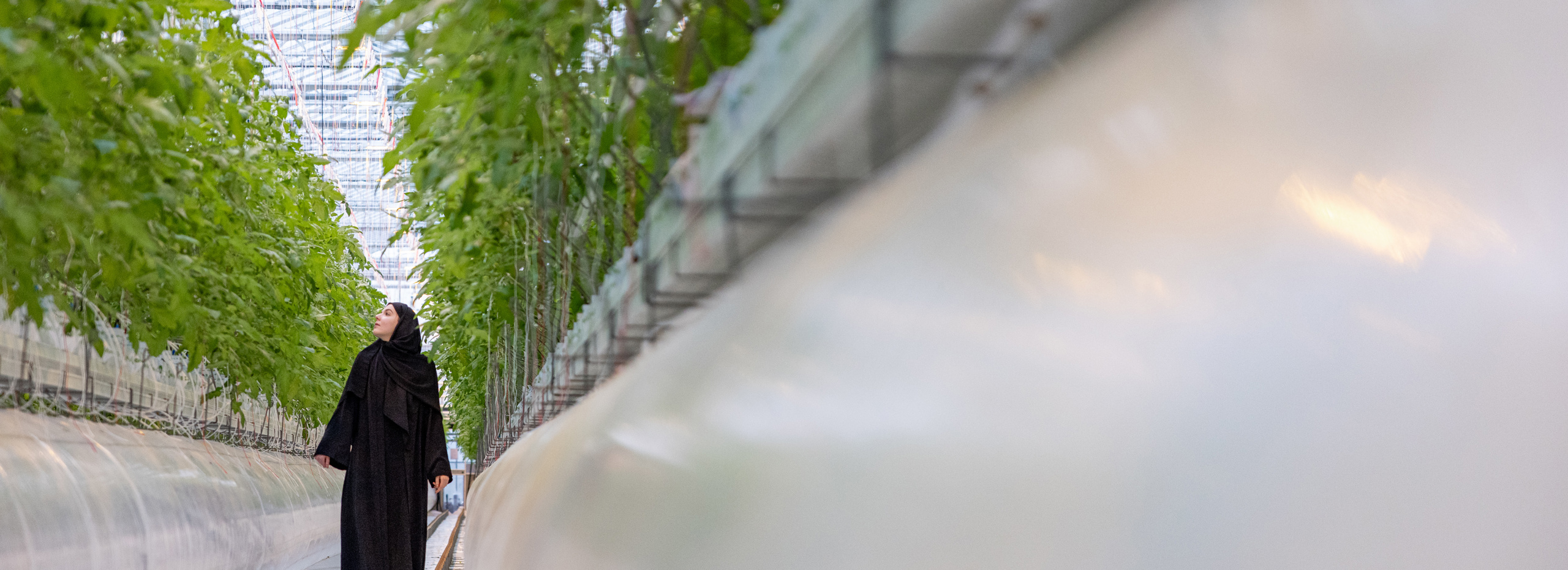 سيدة عربية تدخل إلى دفيئة طماطم