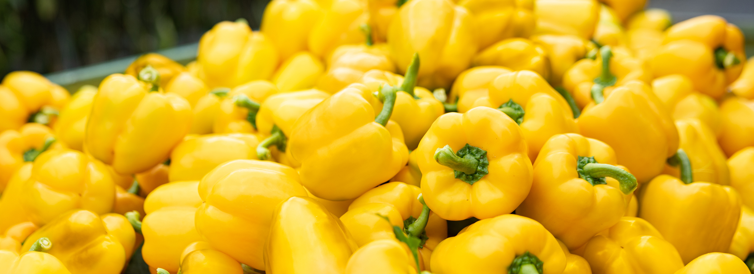 pile of harvested yellow bell peppers