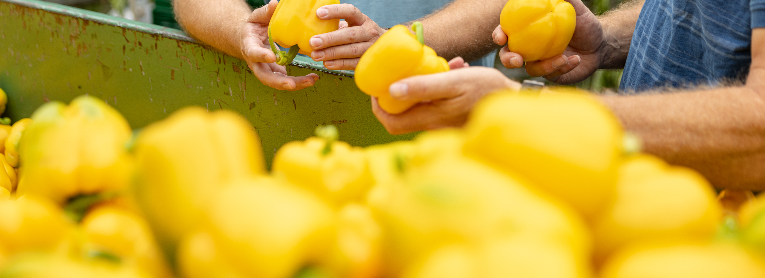 Employees review harvested yellow peppers from cultivation in a greenhouse
