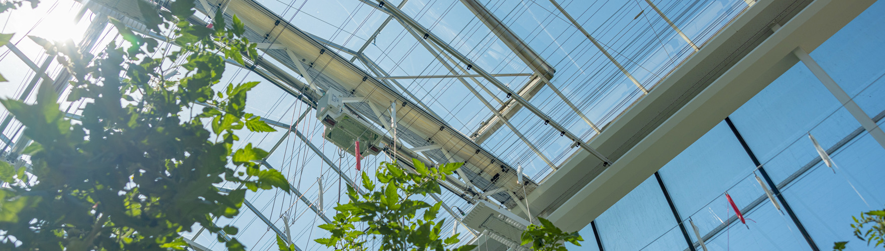 from below view in greenhouse to above through glass deck