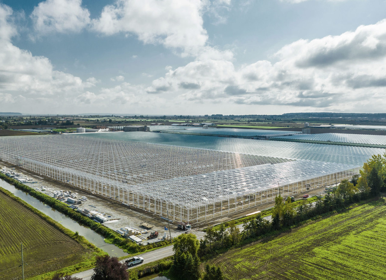 The Largest Illuminated Greenhouse Vegetable Facility In Western North America
