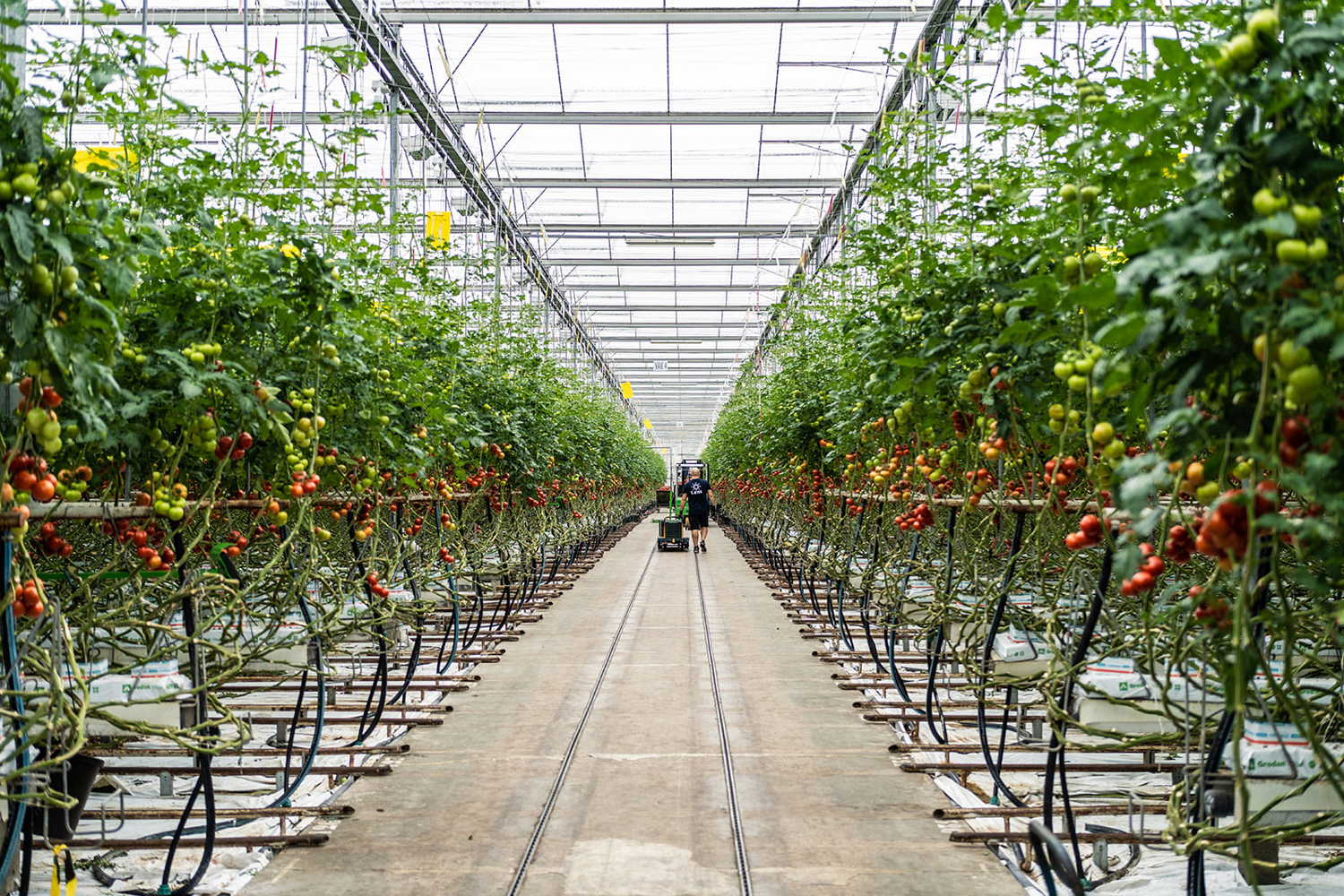 tomato greenhouse seen from the central aisle