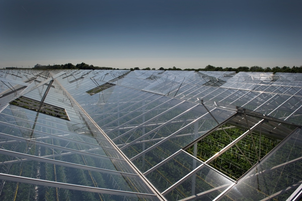 view through open glass roof of cultivation company