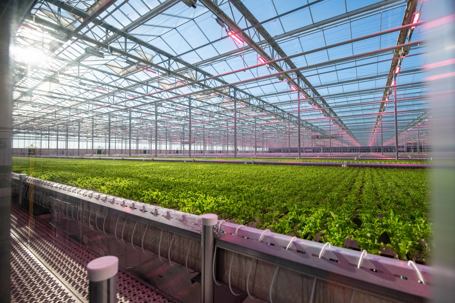 lettuce cultivation in greenhouse