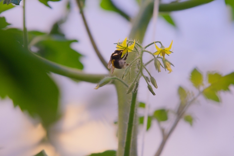 bee on flower of plant