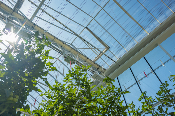 view of a greenhouse from the bottom past tomato plants to glass deck with blue sky