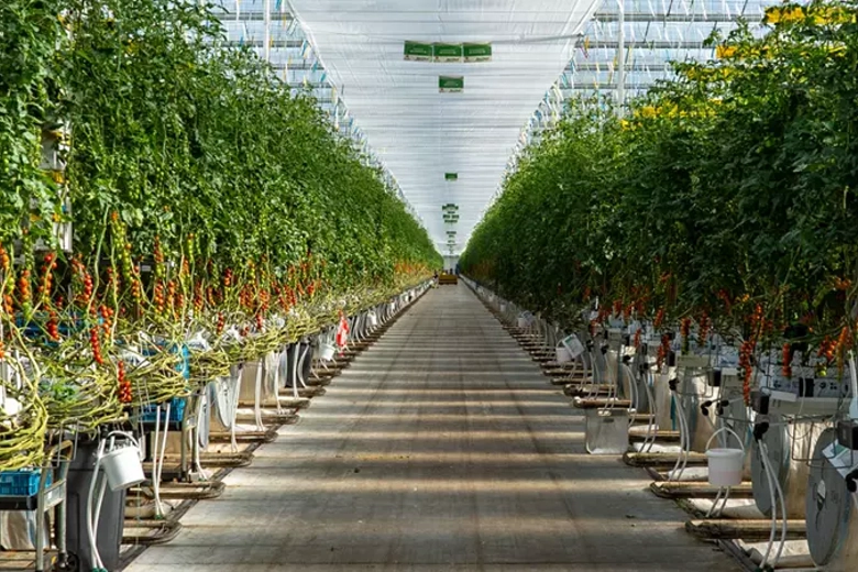view through tomato farm via center aisle