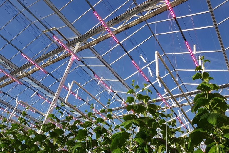 upward view of tomato crop through glass roof of greenhouse with lighting