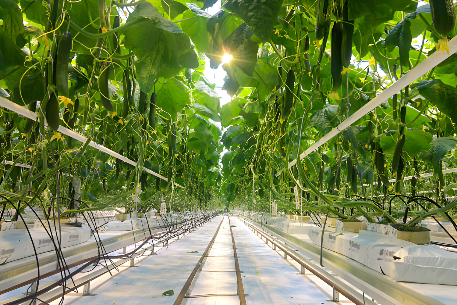 Cucumber cultivation in greenhouse