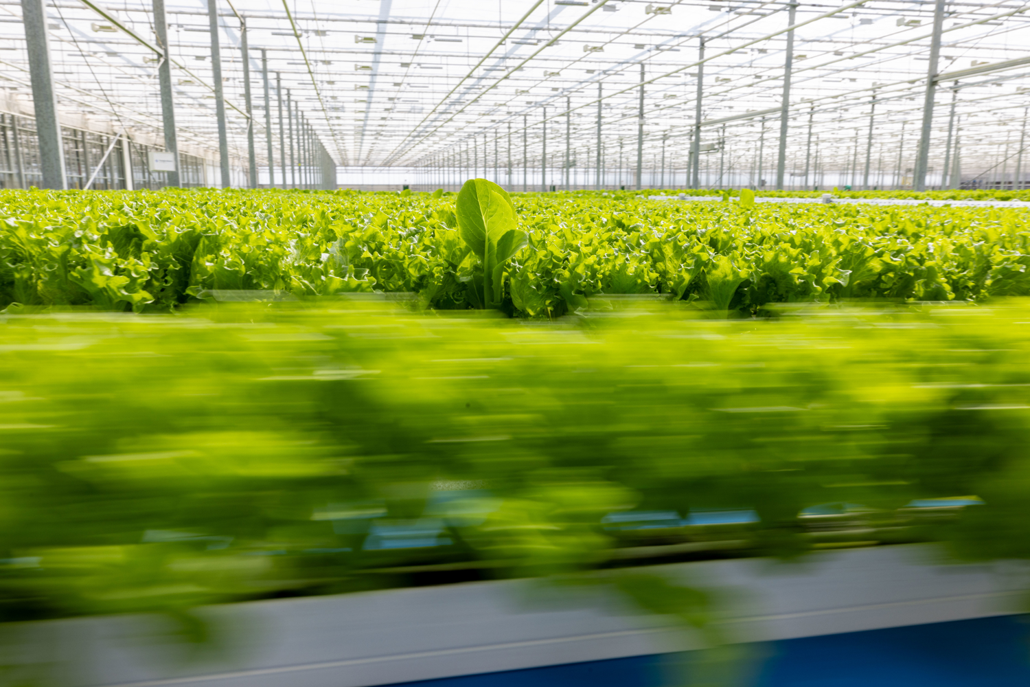 lettuce cultivation in greenhouse