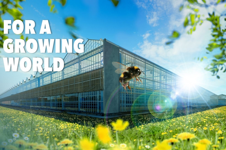 yellow flower field with glass greenhouse and bee as a symbol of sustainable greenhouse construction
