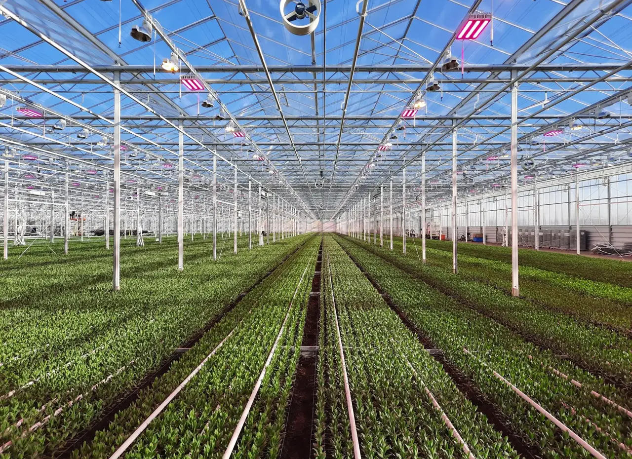 View through greenhouse with green plants