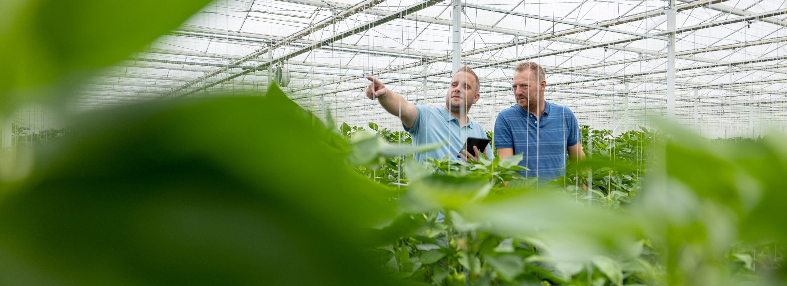 distant pointing employee with colleague in bell pepper greenhouse